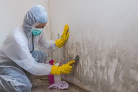 Best Residential Mold Inspection & Testing  in Wadena, MN